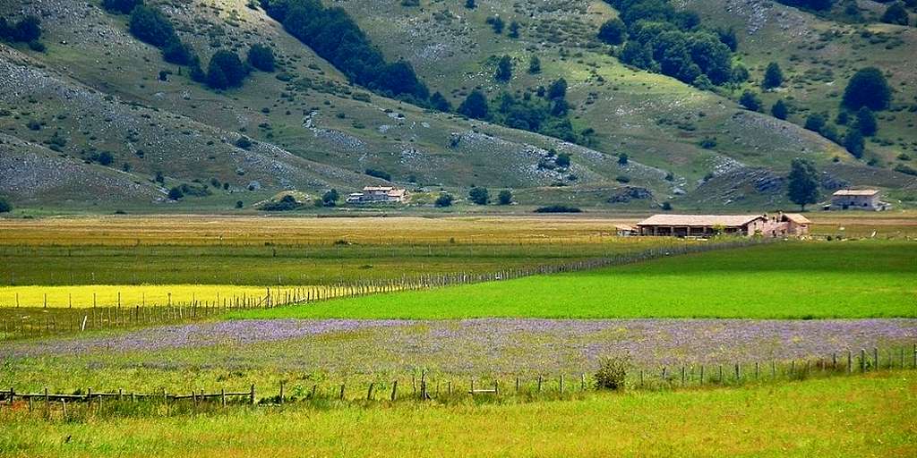 Vista dell'Altopiano di Rascino nel Cicolano (provincia di Rieti) con i campi di lenticchie in fiore. 